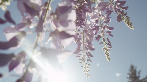 SLOW MOTION CLOSE UP DOF: Summer sun shining through beautiful blooming wisteria flowers on a perfect sunny day. Delicate glicinia purple petals hanging and swaying in spring breeze