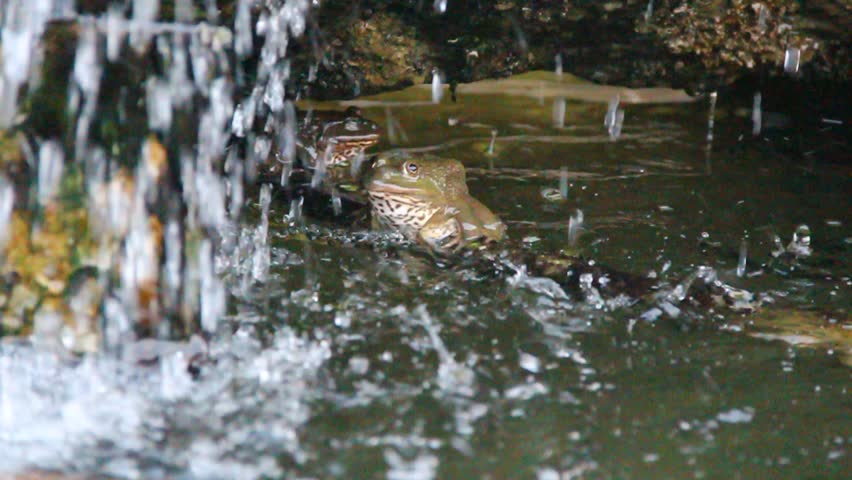 do pet frogs hibernate