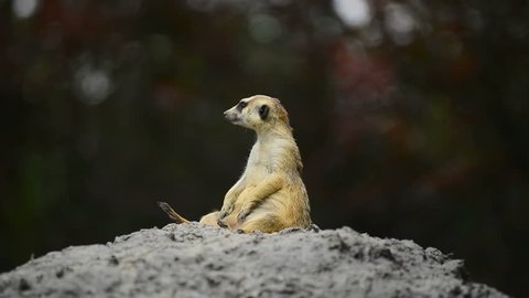 Alert Meerkat On Rock, Looking Around