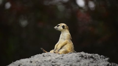 Alert Meerkat On Rock, Looking Around