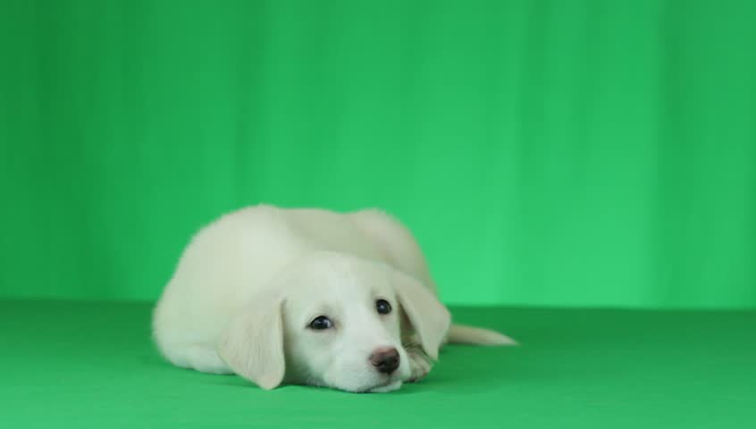 Crossbreed Dog Lying On Green Stock Footage Video (100% Royalty-free) 18111814 | Shutterstock