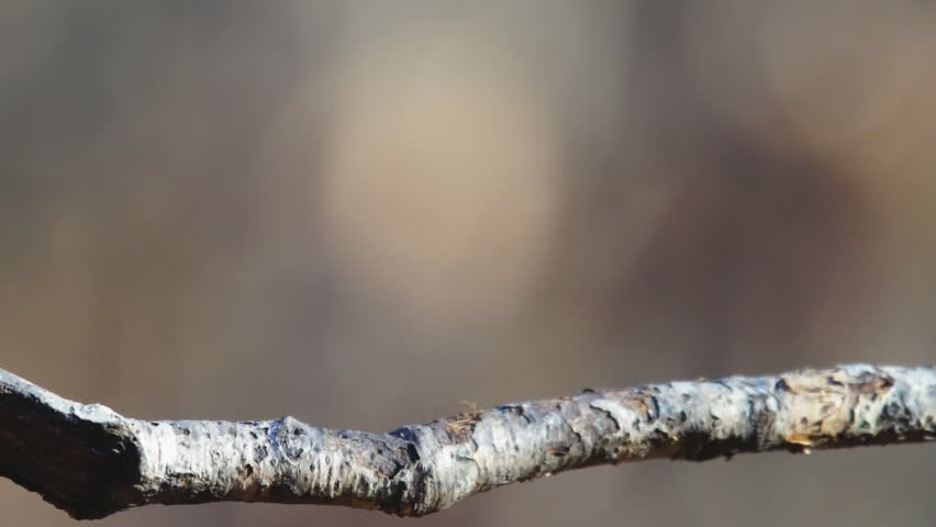 Tufted Titmouse (Baeolophus bicolor) sitting on limb in winter plumage.
