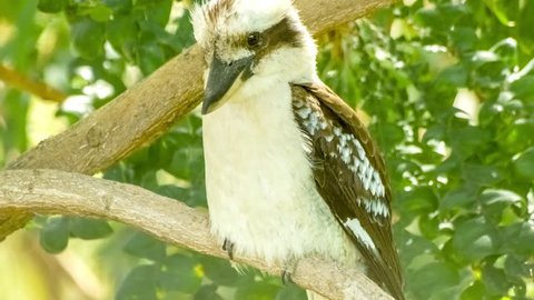 Exotic Australian kookaburra bird sitting very still on tree branch