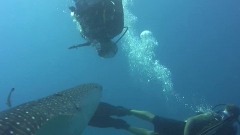 Diver upside down in front of whaleshark (Rhincodon typus)