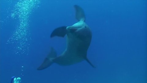 A bottlenose dolphin swimming and playing