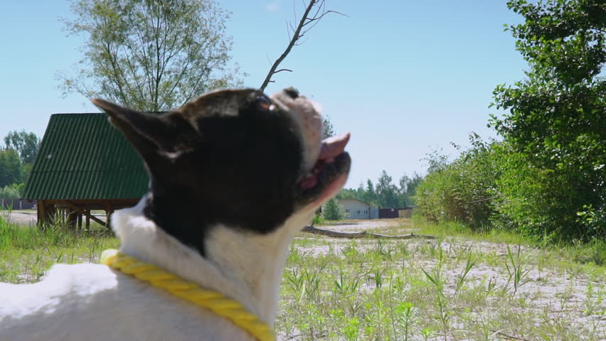French bulldog sits on the lawn looking at the blue sky. Puppy on the green grass with open mouth and protruding tongue relax after running at glade. On the background arbor at the country house and
