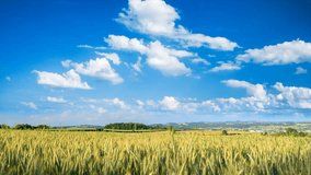 Sunlit wheat field, clear blue sky and moving white clouds timelapse footage
