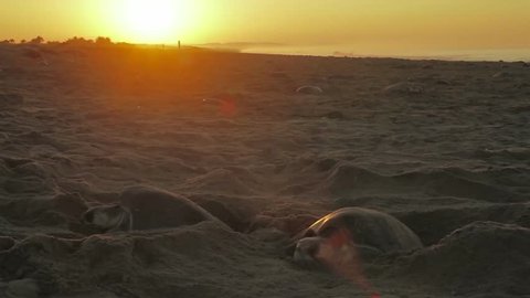 Arrival turtles olive ridley nesting on a beach