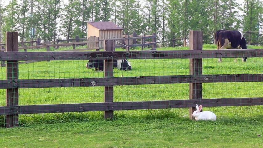 Bunny in front of the fence image - Free stock photo - Public Domain ...