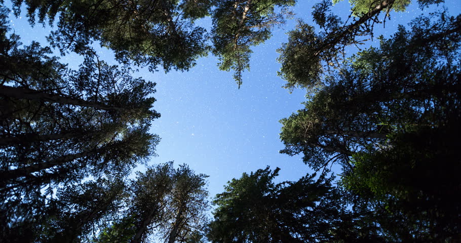 A view of the stars of the night sky from beneath a pine trees forest. Night sky nature summer landscape. 4k zooming in.