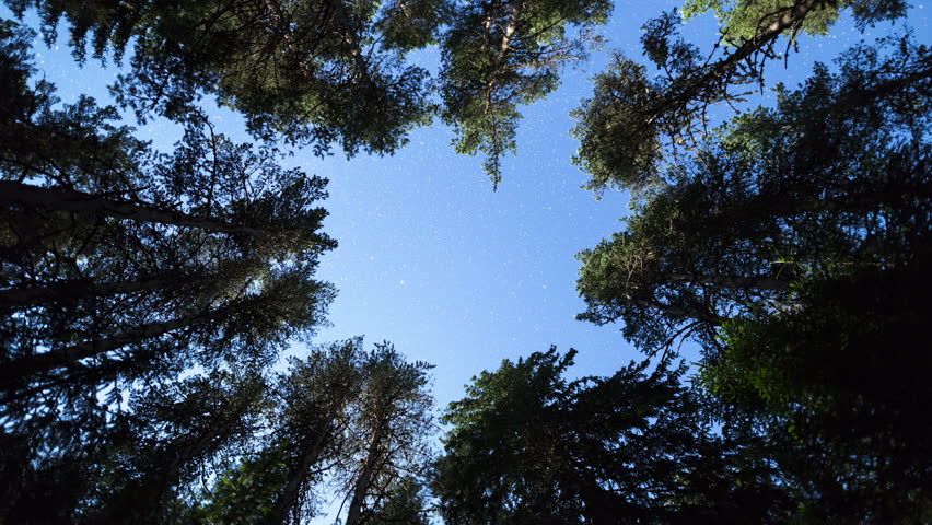 A view of the stars of the night sky from beneath a pine trees forest. Night sky nature summer landscape. Full HD spiral zooming in. 
