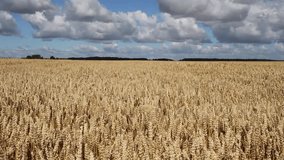 Growing wheat on field.