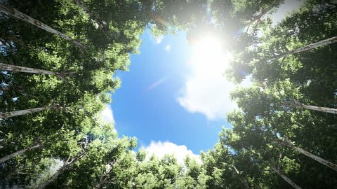 Looking up at a circle of redwood trees, timelapse clouds