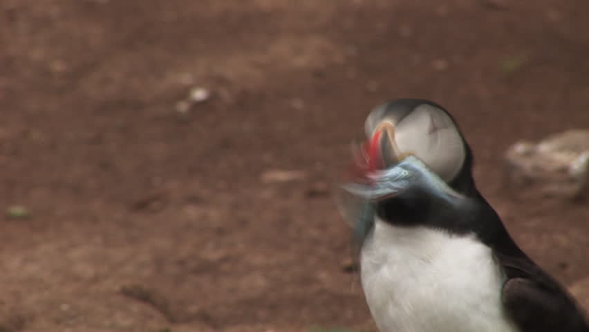 Puffin with fish in mouth