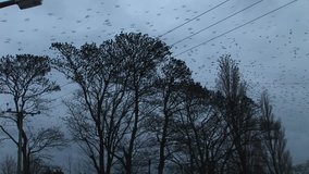 Birds fly fast out of tree bursting out