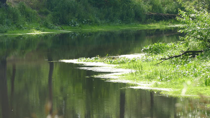 male female canadian geese branta canadensis Stock Footage Video (100%