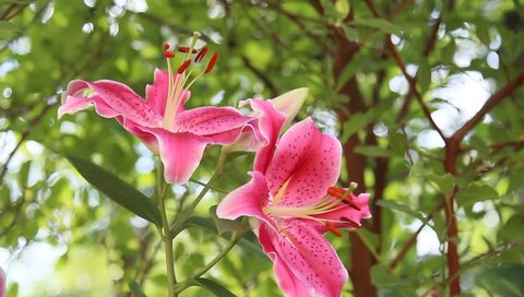 A closeup of pink Tiger Lilies blooming in the summer season.