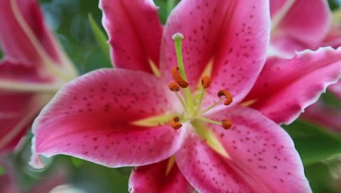 A closeup of pink Tiger Lilies blooming in the summer season.