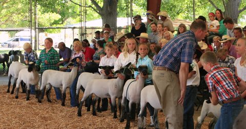 FOUNTAIN GREEN, UTAH - JUL 2016: Lamb judging annual rural community celebration. Annual rural community celebration. Theme is the lamb and sheep industry. Children show lambs for ribbons and awards.