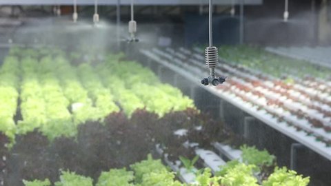 water springer at organic vegetable farm , Hydroponics vegetable