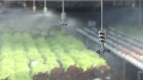 water springer at organic vegetable farm , Hydroponics vegetable