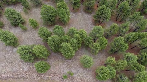 Aerial flyover of tall Ponderosa pines in a forest
