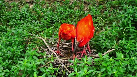 ibis red scarlet