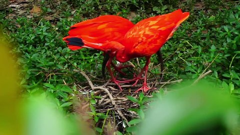 ibis red scarlet