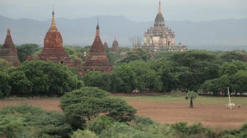 Peasant Farmer Ploughing Fields With Bullock In Front Of Temples At Bagan Burma