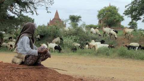 Goat Herder In Front Of Pagodas in Myanmar (Bagan)
