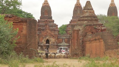 A Herd Of Goats Passing The Temples And Pagodas in Bagan Myanmar (Burma)