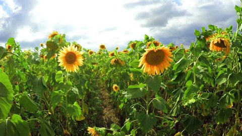 flowering sunflowers on a background cloudy sky. strong wind