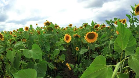 flowering sunflowers on a background cloudy sky. strong wind