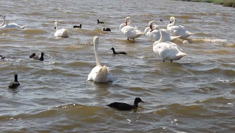 Mute Swans In The Black Sea. The annual migration swans, from wintering grounds in temperate climates to summer nesting sites