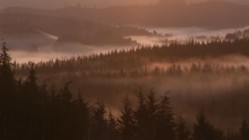 Timelapse of early sunrise with pink overtones and misty fog creeping over pine forest in north western Oregon, USA
