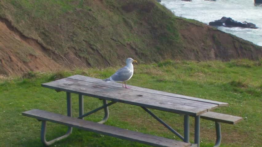 Lone seagull standing on picnic table at park along the Oregon coastline in Cannon Beach, Oregon USA