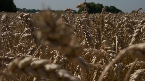 Field of golden wheat closeup.