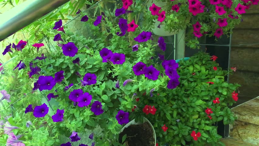 Decorative Flowers Wall Stock Footage Video (100% Royalty-free) 18144112 | Shutterstock