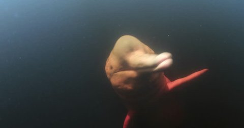 Amazon river dolphin underwater shot at Rio negro  ,  Brazil