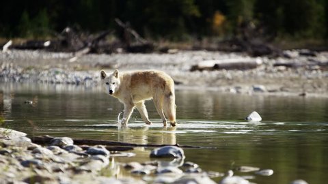 Wild grey wolf crossing a river outdoor on National Reserve