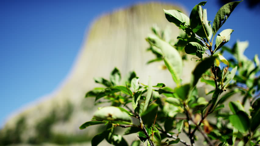 View of green foliage near Devils Tower Wyoming USA