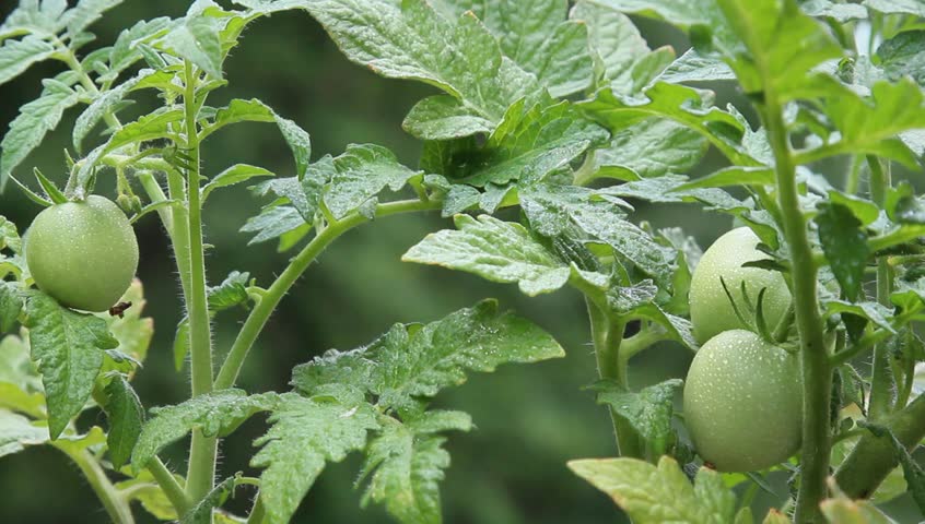 homegrown tomato plants green tomatoes: стоковое видео (без лицензионных пл...