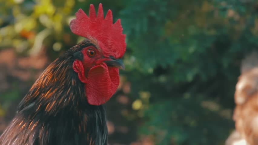 rooster