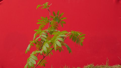 Green Young Branch, Narrow Leaves, Plant on a Chroma Key, Alpha, Red Screen, Young Tree Grows Among Green Grass, Fresh Green Leaves Thin Branch is Fluttering at the Wind, Breeze in Sunny Summer of