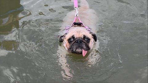 Cute Pug Dog Swimming and tongue sticking out in the Sea on Vacation with human leashes. 