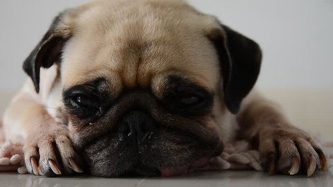 Close-up face of Cute pug puppy dog sleeping rest by chin and tongue sticking out lay down on tile mat floor