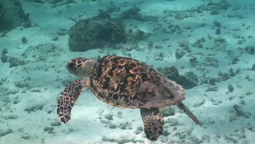 Dutch caribbean, Big sea turtle, Curacao