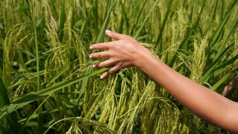 Woman Hand Touching Green Grass in Rice Fields. Slow Motion.