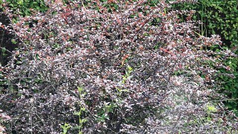 A decorative barberry bush on a summer sunny day