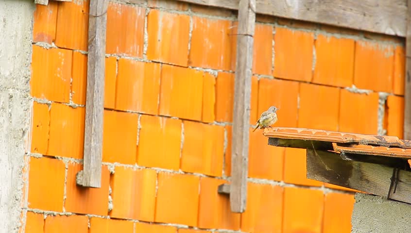 Nightingale on the roof